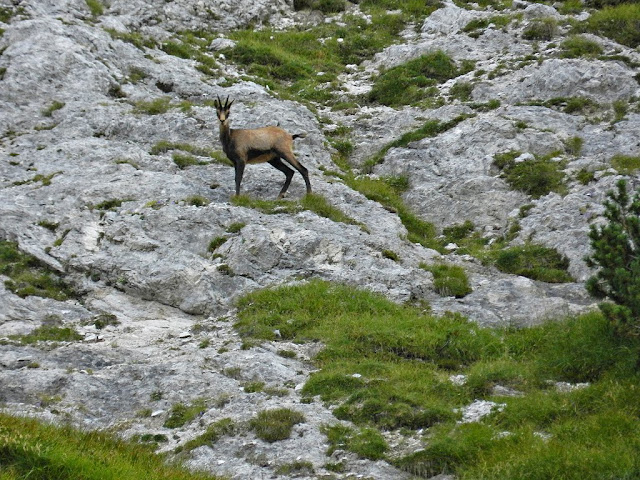 Camoscio in valle Mlinarica