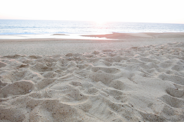 la gravière,hossegor,sunset beach,sunset,plage,bar,cabane de plage,beach shack