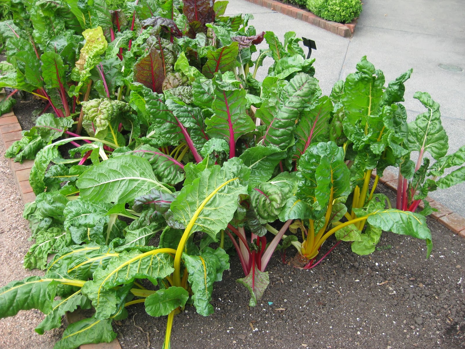 Rotary Botanical Gardens Hort Blog Swiss Chard The Original