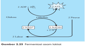 Erudio Scientia Biology Indikator 28