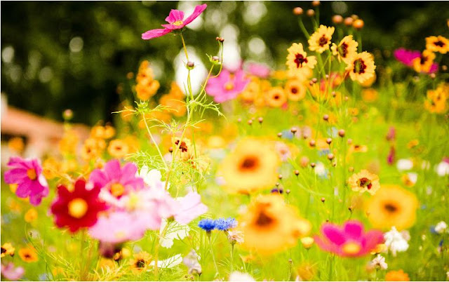 Flowers Pics Flowers Pics