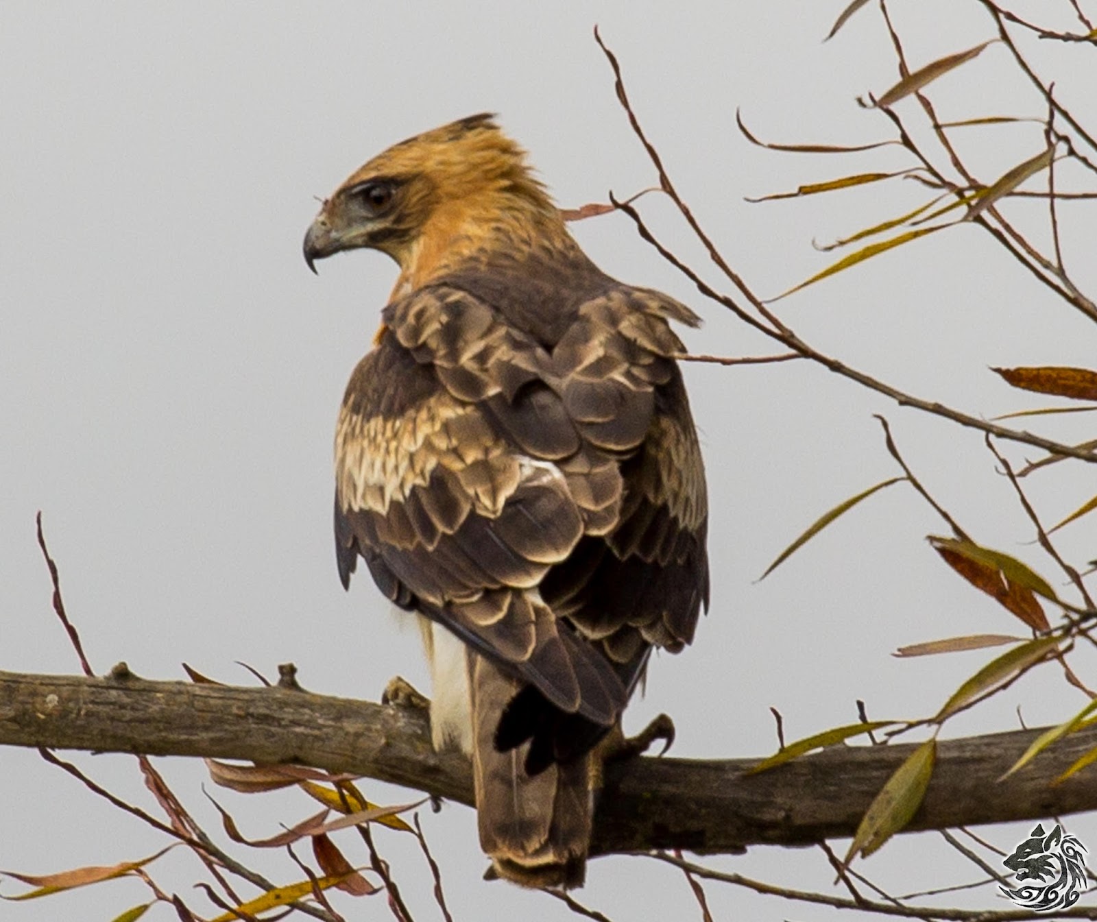 Letters Little Eagle Hieraaetus morphnoides