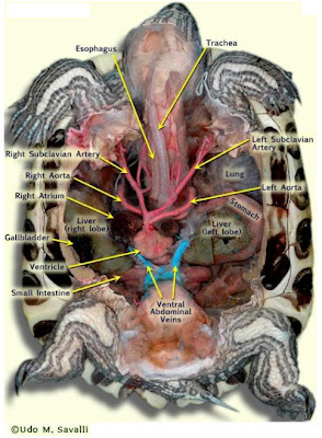 The Lavish Life of Henry: Anatomy of a Turtle
