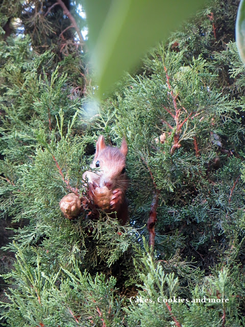 Eichhörnchen Eichhörnchen