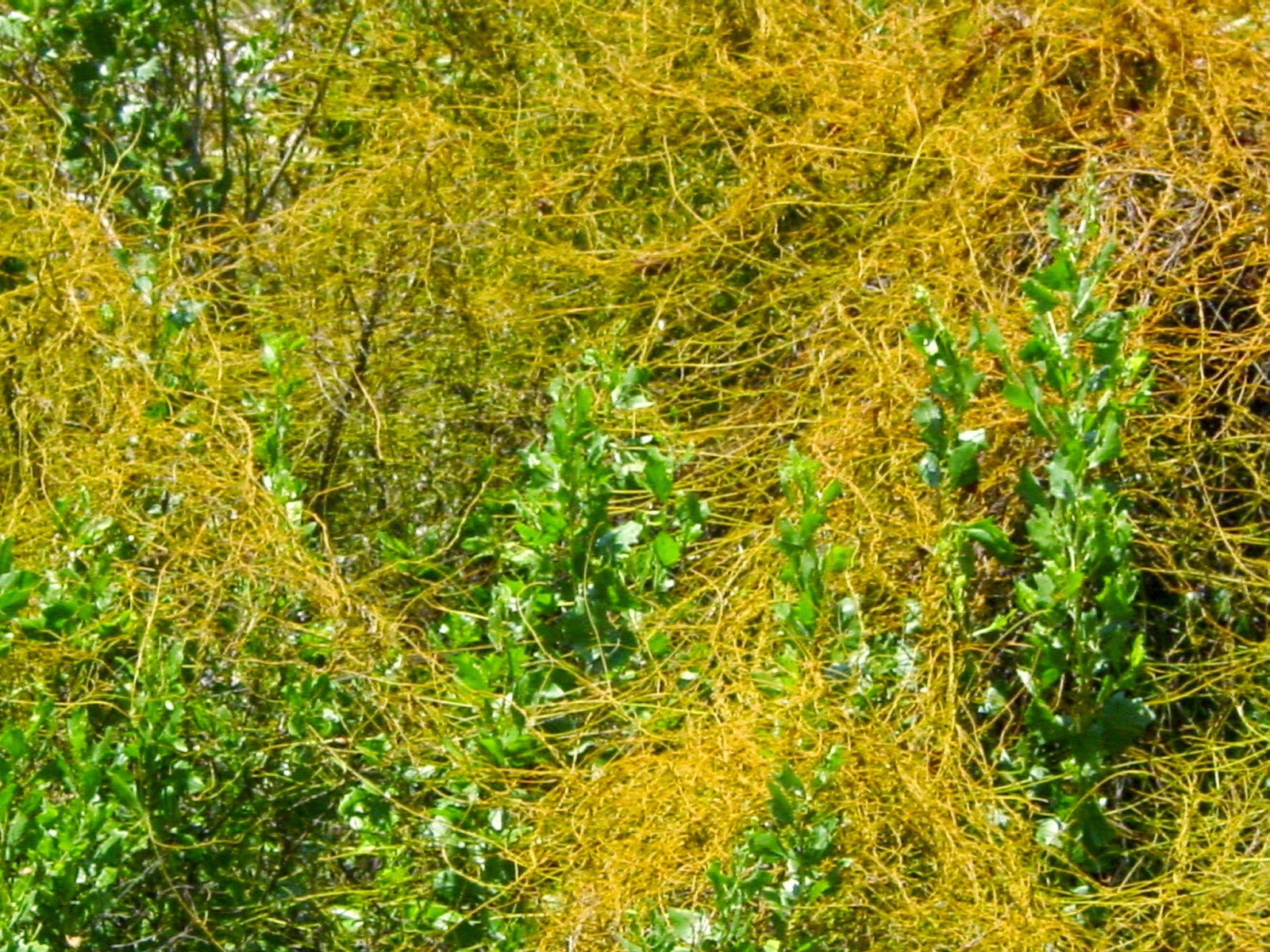 University of Florida/IFAS Charlotte County Extension April 2015