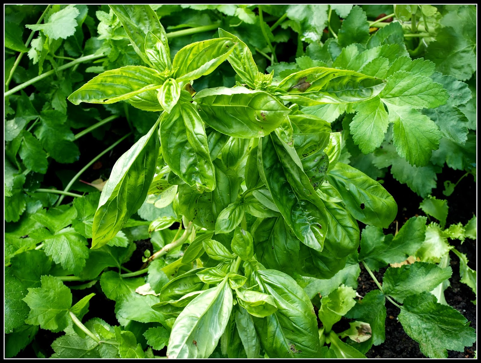 Mark's Veg Plot October, and the growing goes on