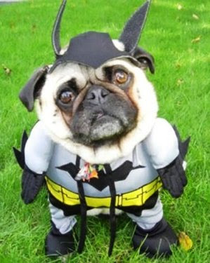 [Bild: funny-dog-picture-batman-dog.jpg]