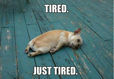 dog-just-tired-restny-meme.png