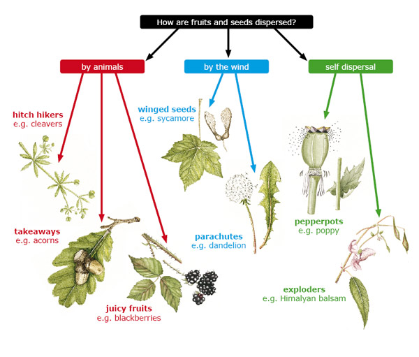 Plant Species Chart