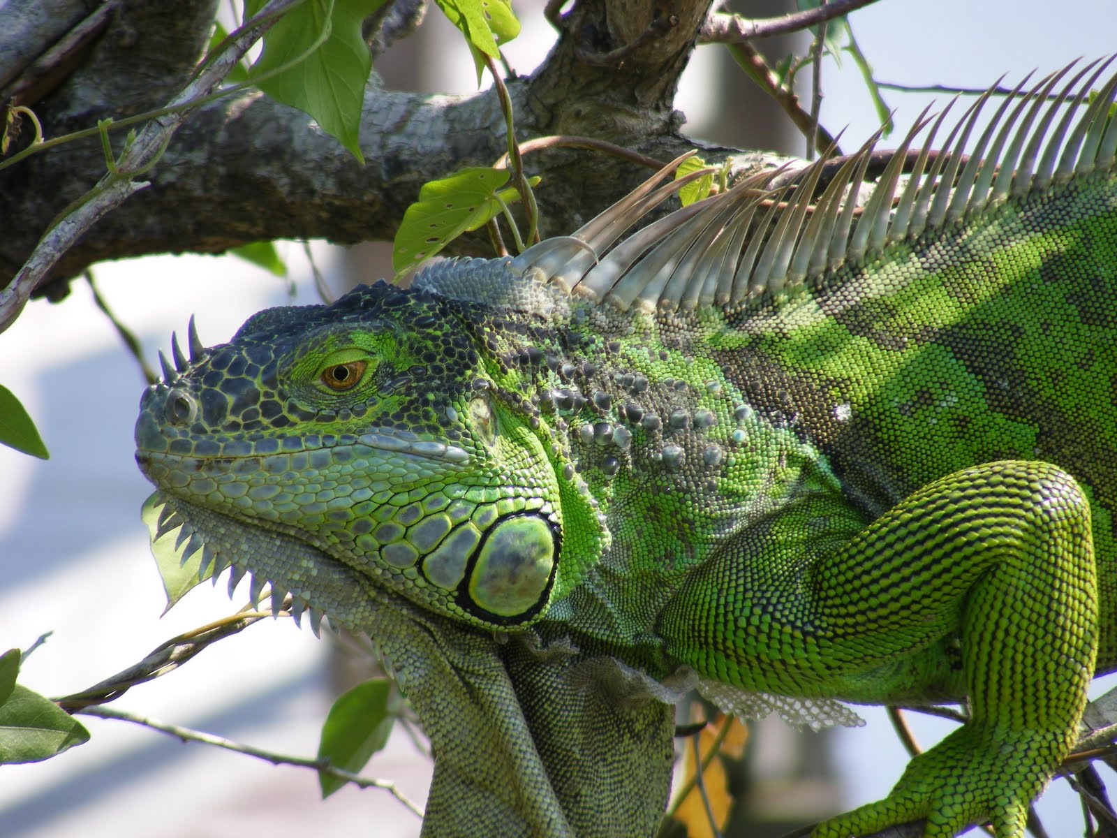 iguana dewasa