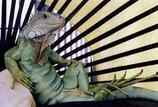 Iguana lizards Iguana lizards