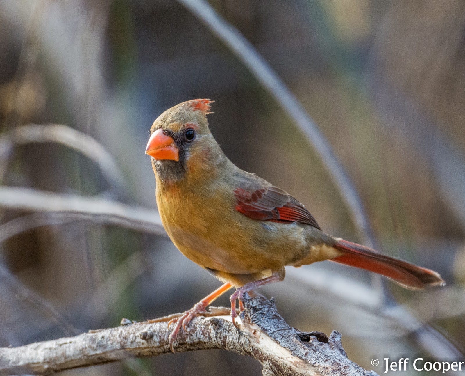 NeoVista Birding Birding Arizona Top to Bottom (Days 3 and 4)