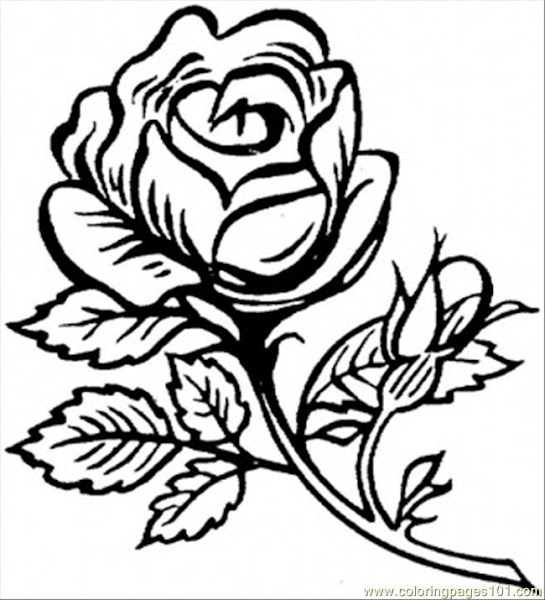 Flower Roses Coloring Pages for Adults