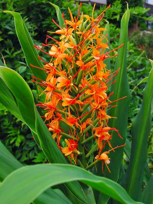 Tropical Ginger Plants