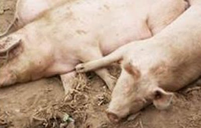 Surto de peste suína na Matola e Marracuene Surto de peste suína na Matola e Marracuene