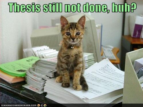 Lolcat thesis 05 picture