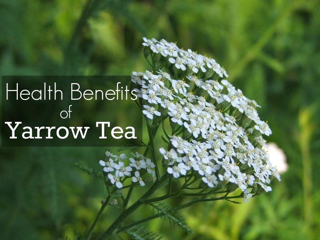 Yarrow Tea Benefits Healthy Tea 101