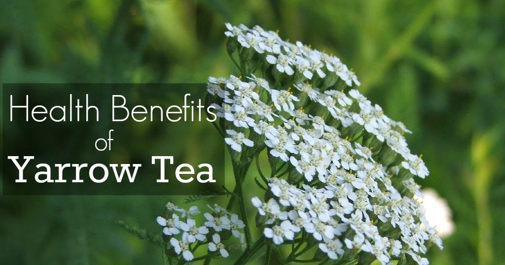 Yarrow Tea Benefits Healthy Tea 101