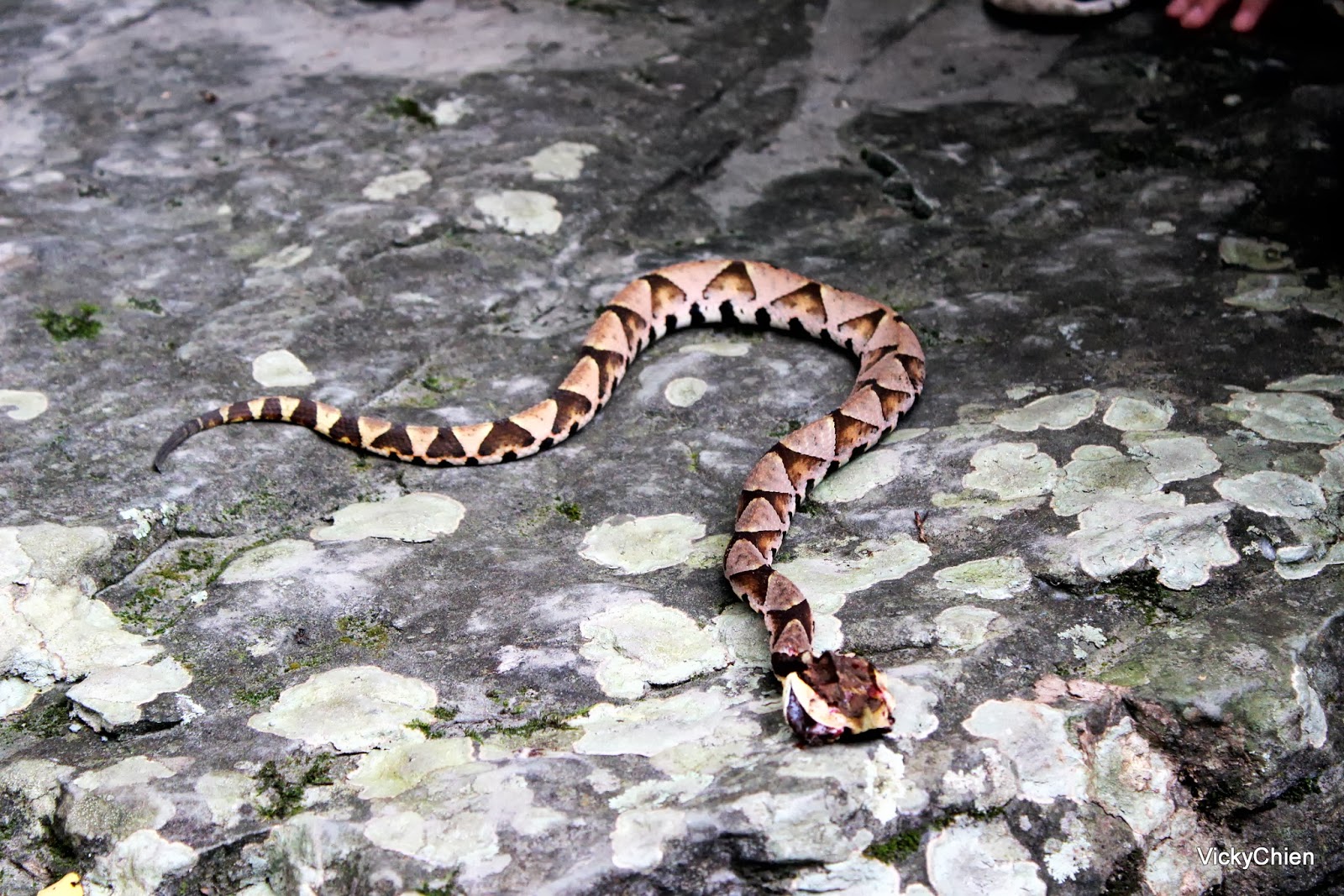 一個百步蛇禁入的森林博物館 台灣動物路死觀察網taiwan Roadkill Observation Network