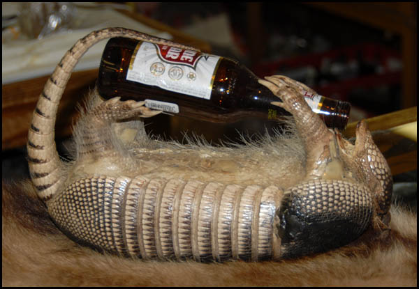 Funny Armadillo Pictures