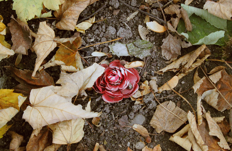 feuilles mortes cimetiere pere lachaise