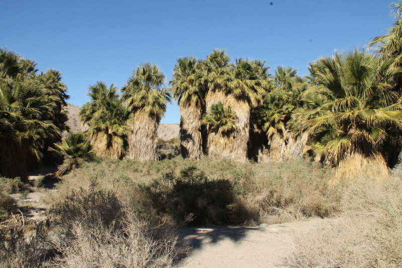 Geo's Journal Hidden Palms Oasis