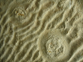 Fossilized Jellyfish and Sand Ripples