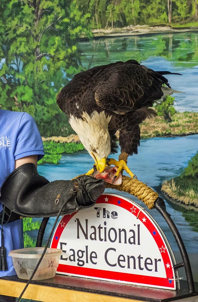 Merikay's Dream National Eagle Center, Wabasha Minnesota