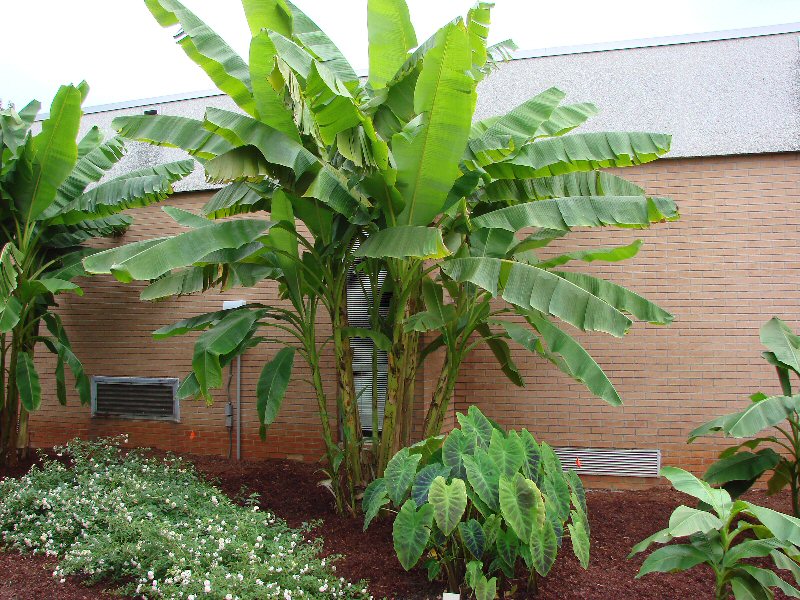 Protecting Tropical Plants
