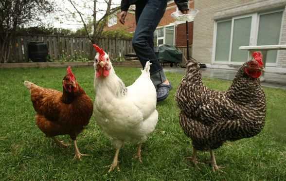 Nanaimo Info Blog Nanaimo Backyard Chickens On The Increase