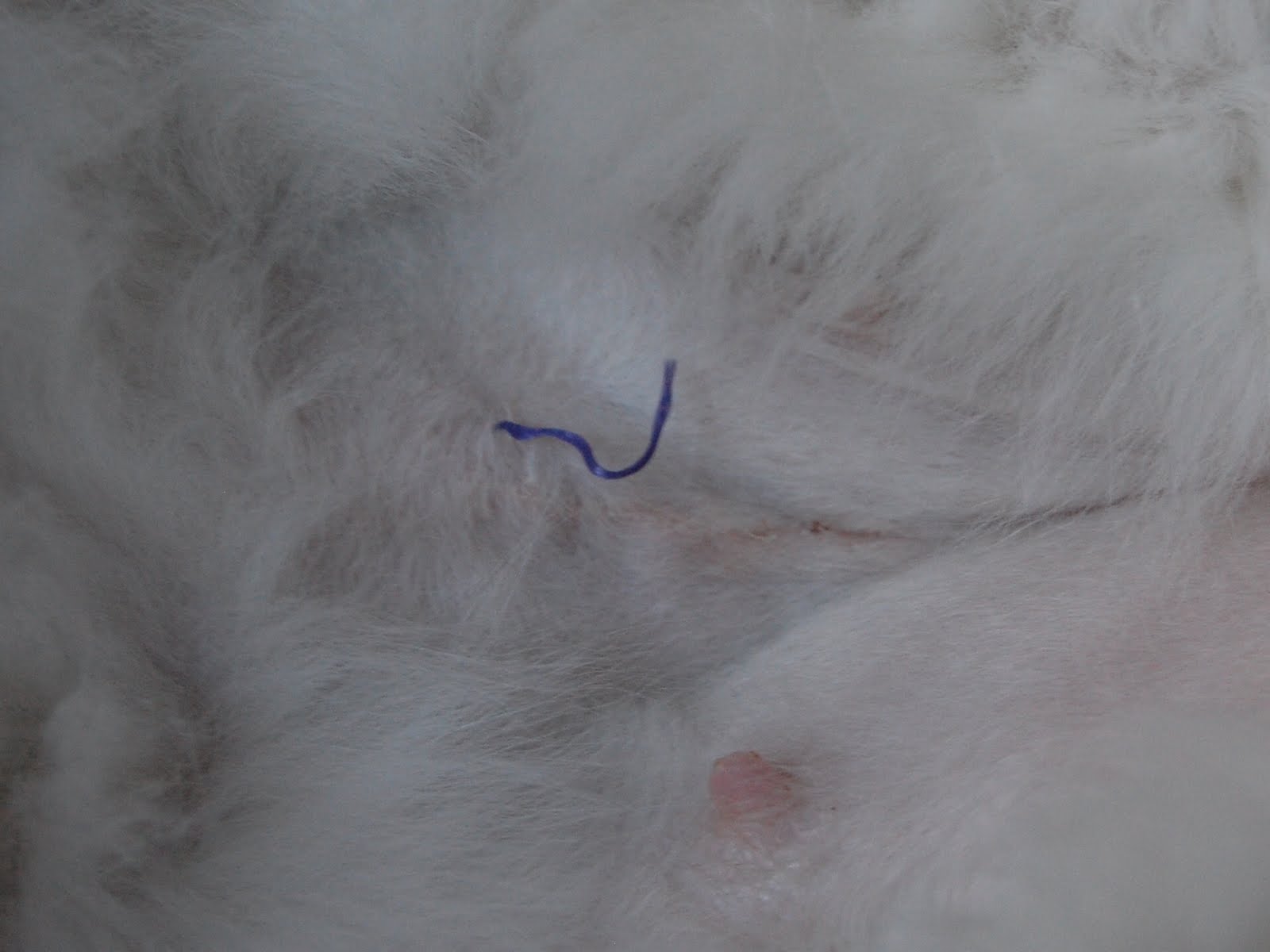 hur många dejter innan ligg