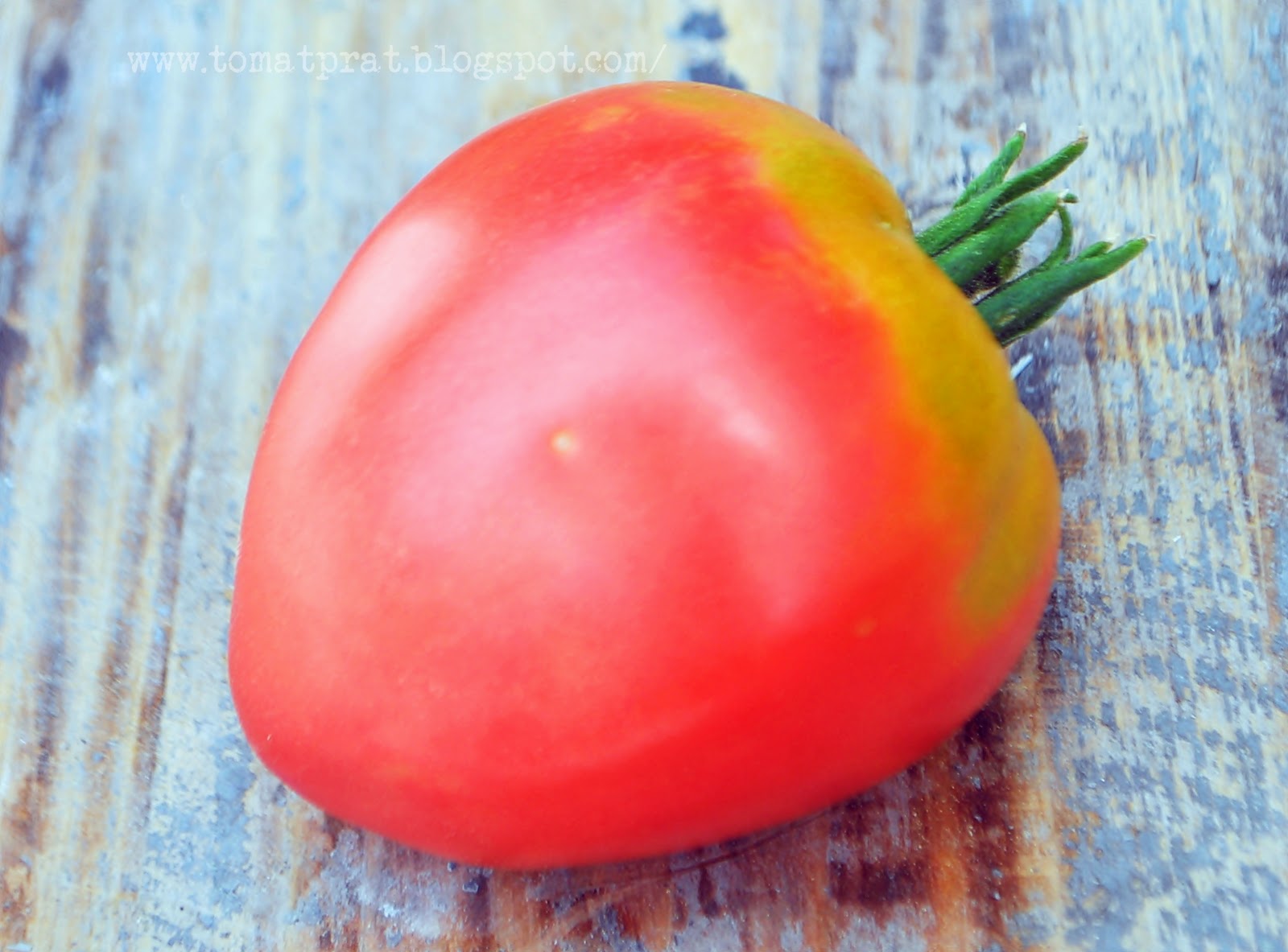 Talkin' Tomatoes with Helene: Grushovka Tomato