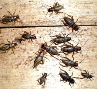 Cara Ternak Jangkrik Lengkap Untuk Pemula Sampai Sukses Hobinatang