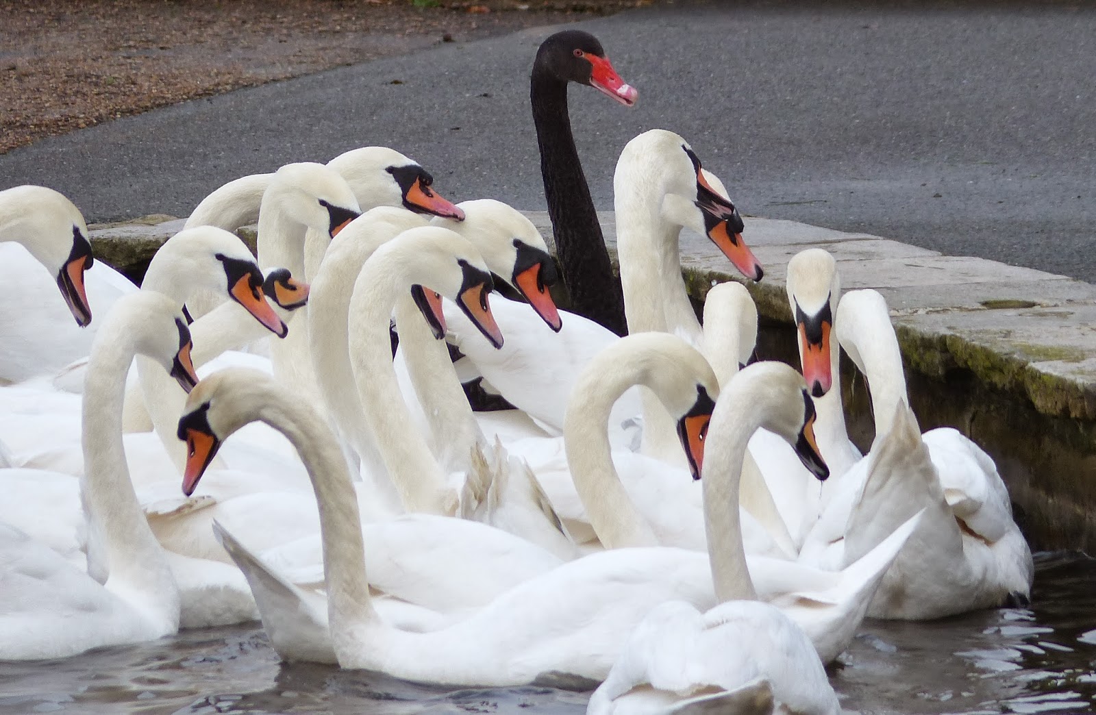 Birding For Pleasure Black Swan among Mute Swans