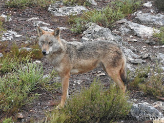 2015-10-06-Robledo%2Bcentro%2Bdel%2BLobo