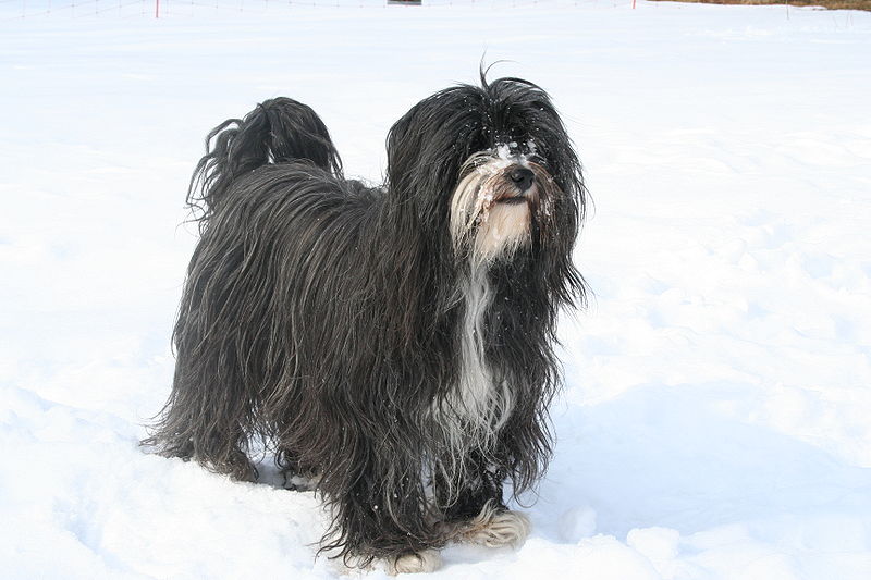 Tibetan+Terrier+dog+04.jpg