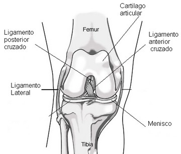 RODILLA INDICANDO SUS LIGAMENTOS Dibujo de la rodilla indicando sus ligamentos