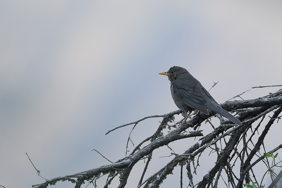 African Olive Pigeon - Raydah Escarpment Yemen Thrush