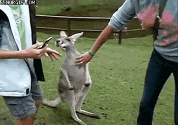 Animals vs kids (40 gifs), animals being jerks gif, kangaroo attacks a boy