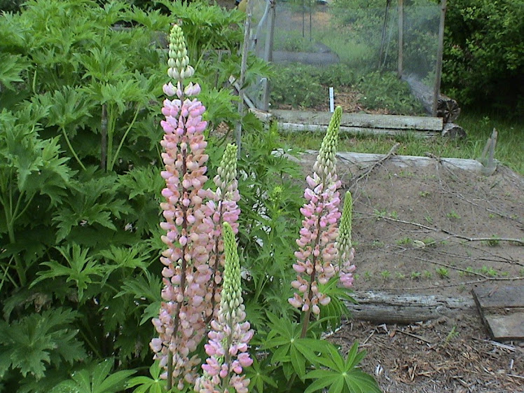 " Delphiniums" and "Lupins"