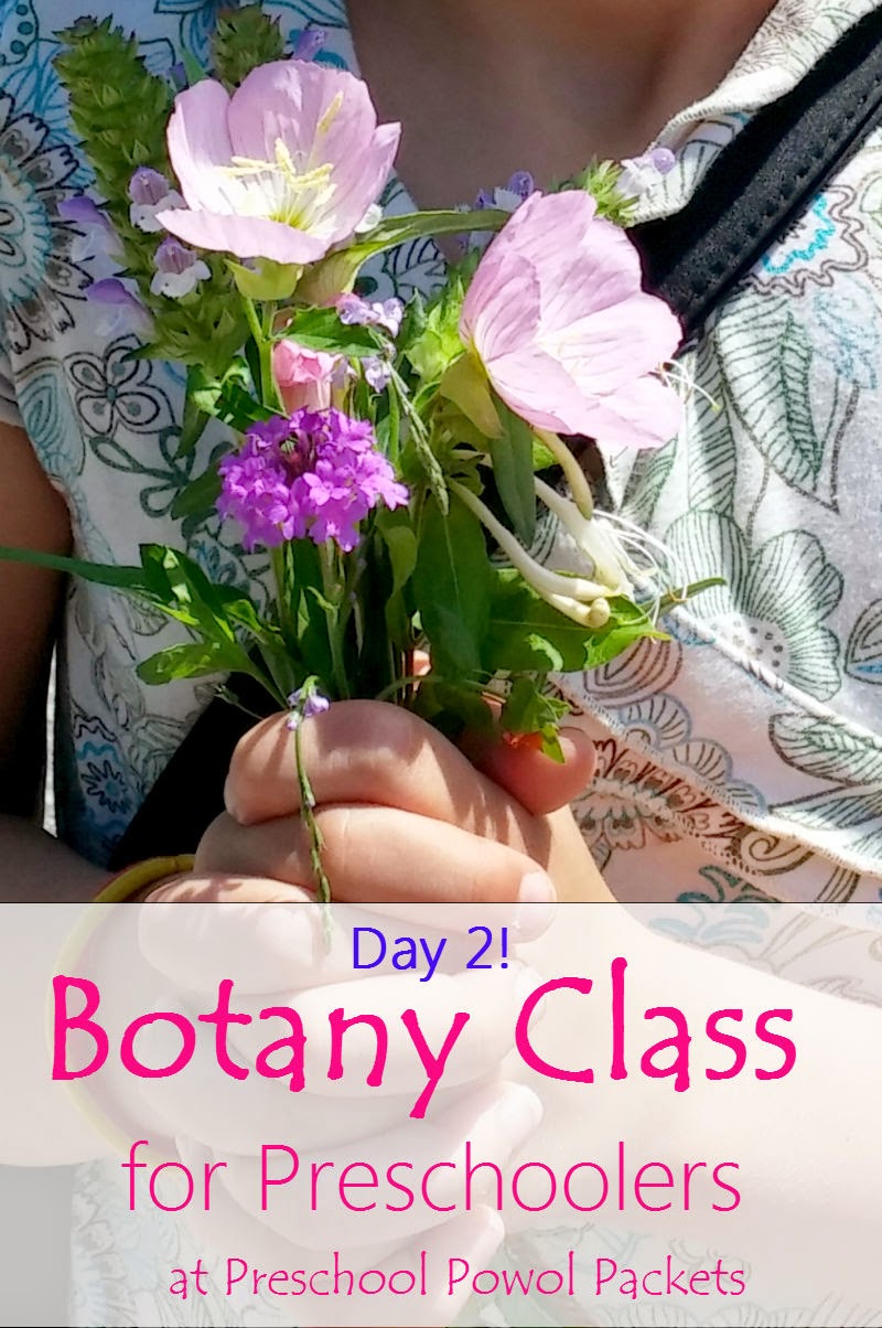 Preschool Botany Class Day 2 Plants Need Water Science Experiment