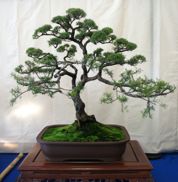 newzealandteatreebonsai Bonsai Exhibition in Perth 2013