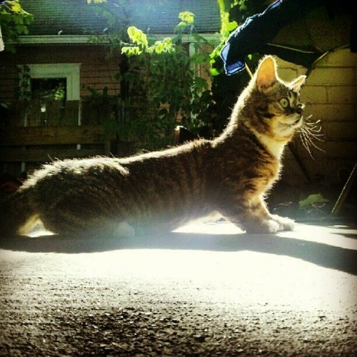 Lil Bub is a Nature's Happy Accident cat, cute lil bub, lil bub pictures