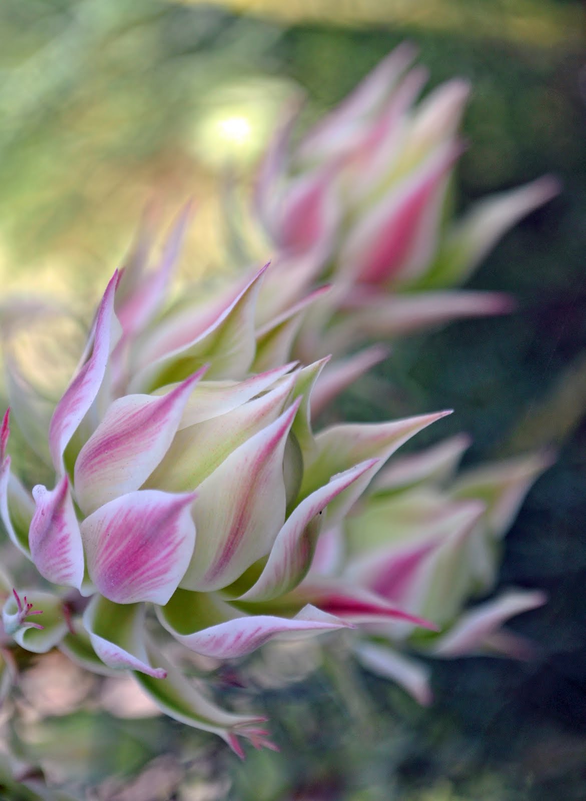 A Passion for Flowers Art in Bloom February