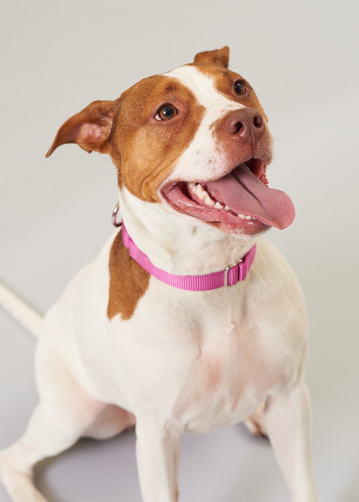 heart songs a snapshot in time animal friends inc