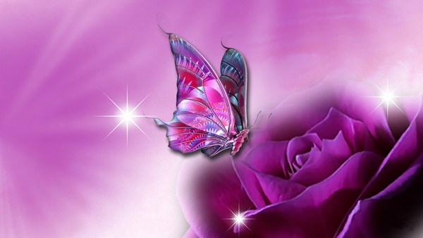 Butterfly in Rose HD Wallpaper