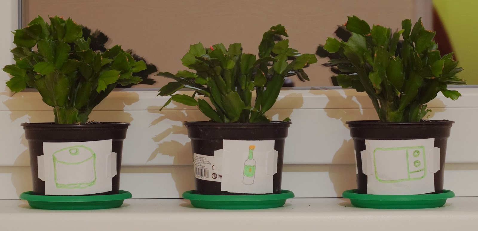 Este Apa La Fiarta La Microunde Periculoasa Pentru Plante Apa Fiarta La Microunde Ucide Plantele