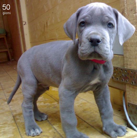 Miniature Great Dane