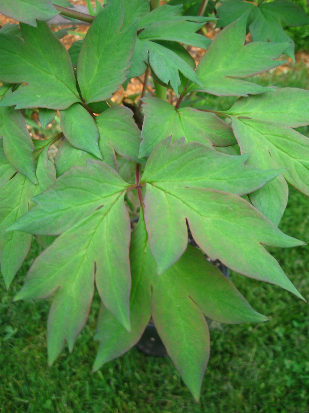 Pittsgrove Farms Plant Dirt