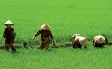 Vietnamese takeover the Cambodian farmlands.